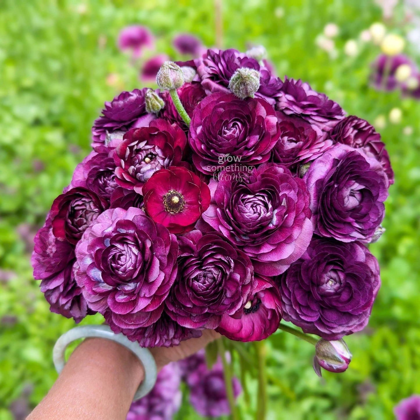 Ranunculus - Bundle