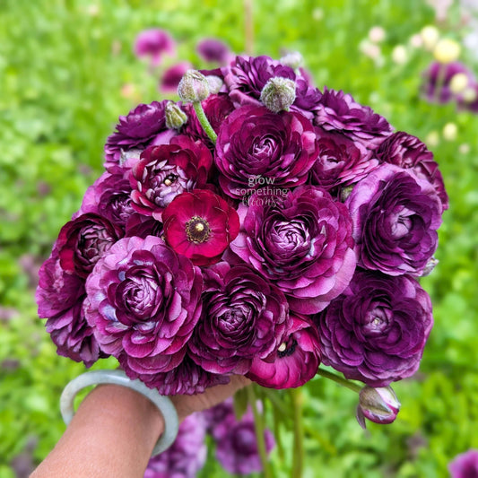 Ranunculus - Bundle
