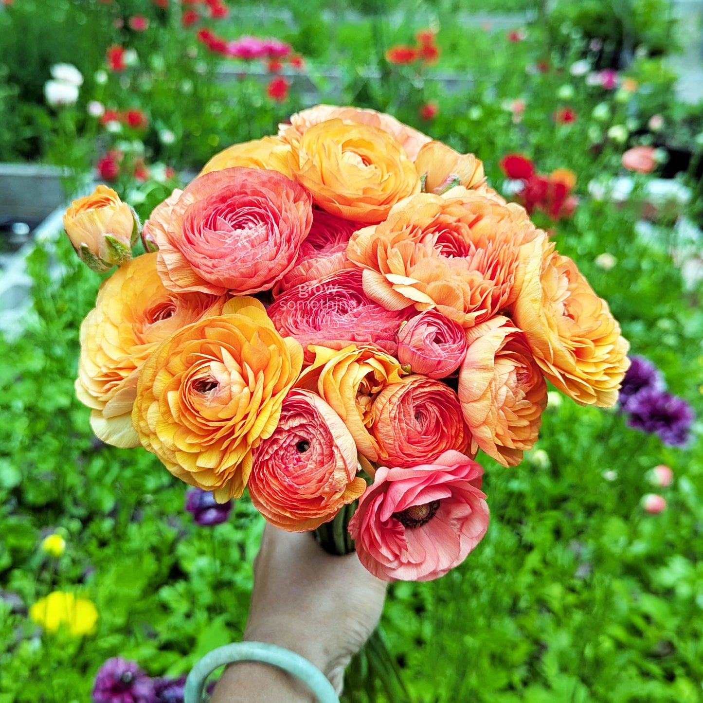 Ranunculus - Bundle