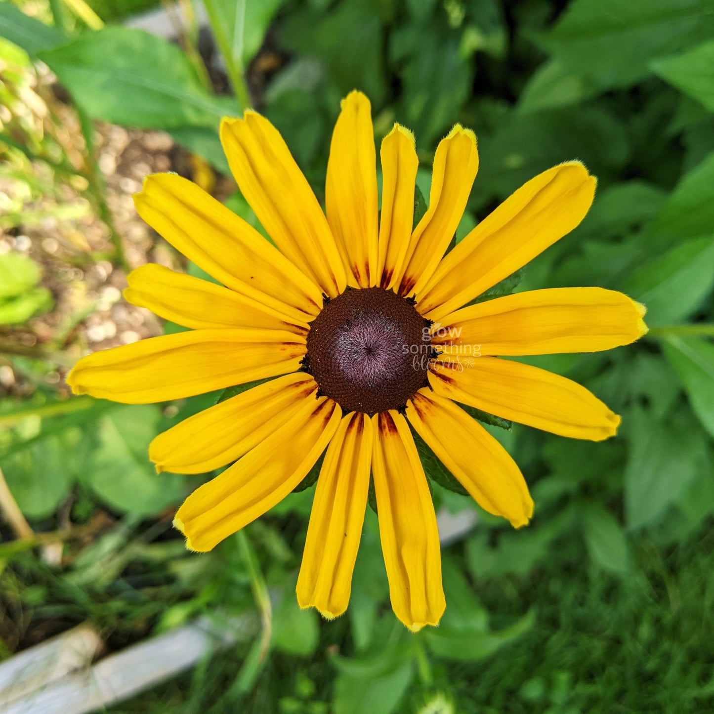 Rudbeckie 'Indian Summer' Black-Eyed Susan