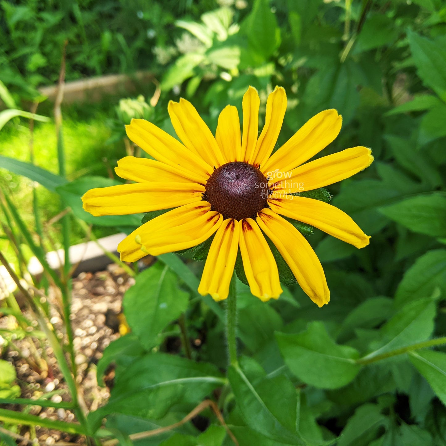 Rudbeckie 'Indian Summer' Black-Eyed Susan