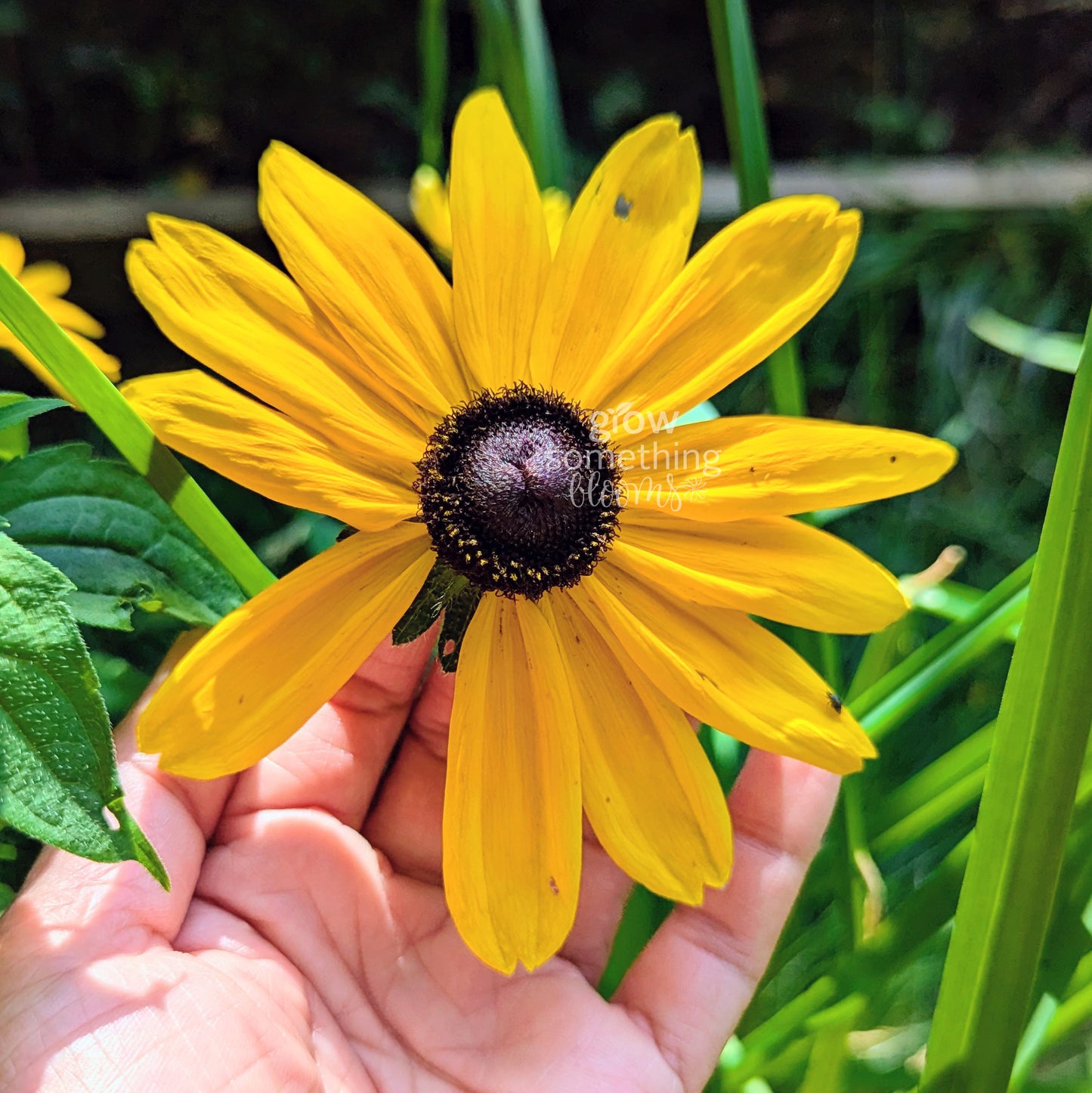 Rudbeckie 'Indian Summer' Black-Eyed Susan