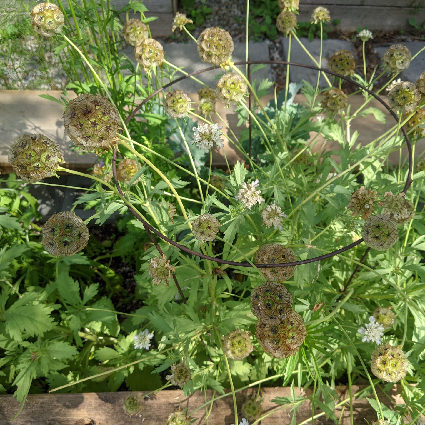 Scabiosa Star Flower