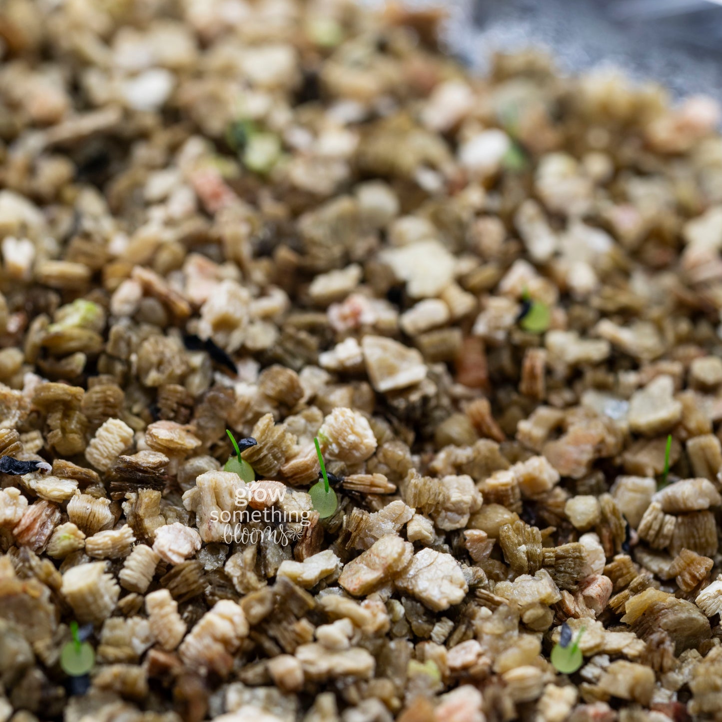 Schizobasis Intricata (Drimia Intricata) Seeds aka Climbing Onion