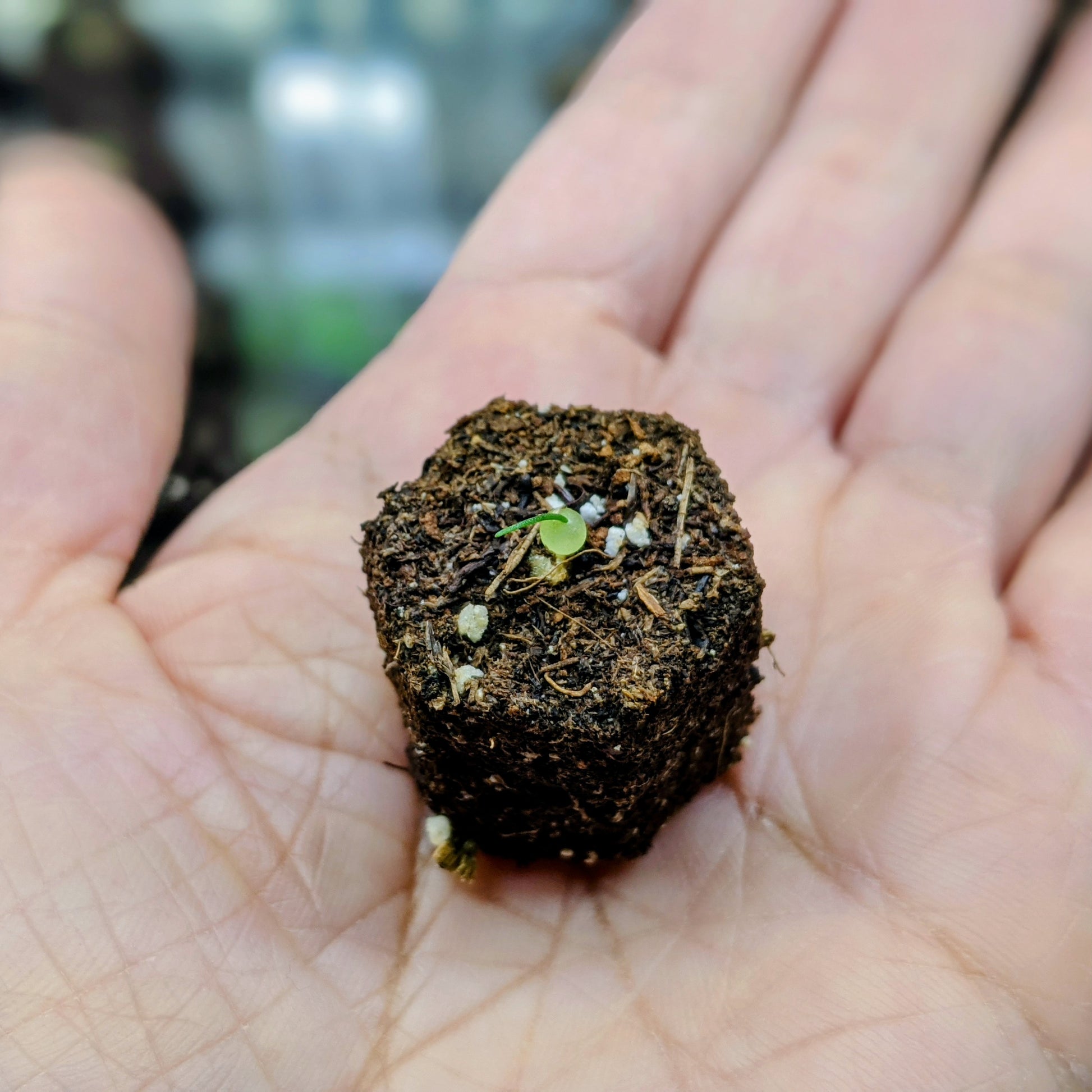 A Schizobasis Intricata seedling grown in soil block. 