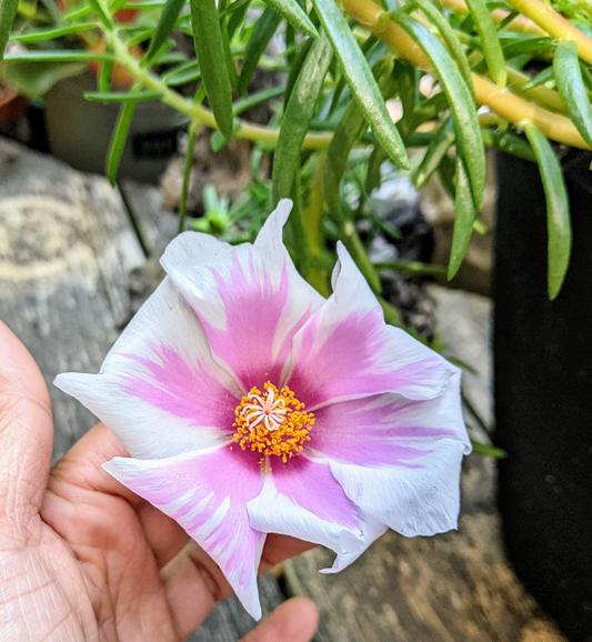 Portulaca Grandiflora ‘Peppermint’ (Moss Rose)