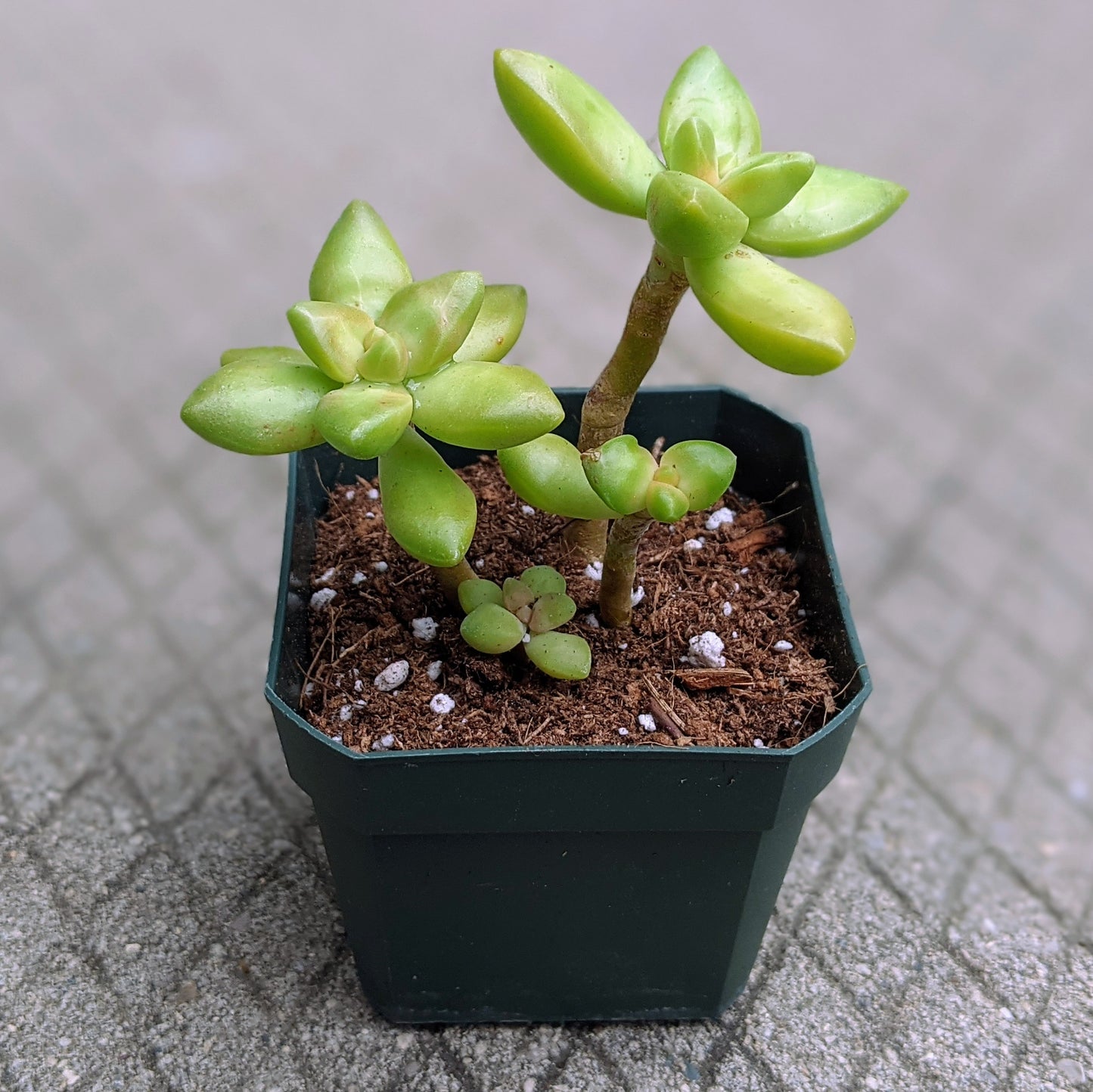 Close-up cluster of Sedum Adolphii 'Golden Sedum' with bright green rosettes and golden tones in a 2.5-inch pot.