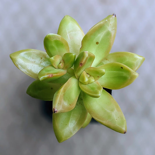 A close-up top view of Sedum Adolphii 'Golden Sedum' with bright green rosettes and golden tones in a 2.5-inch pot.