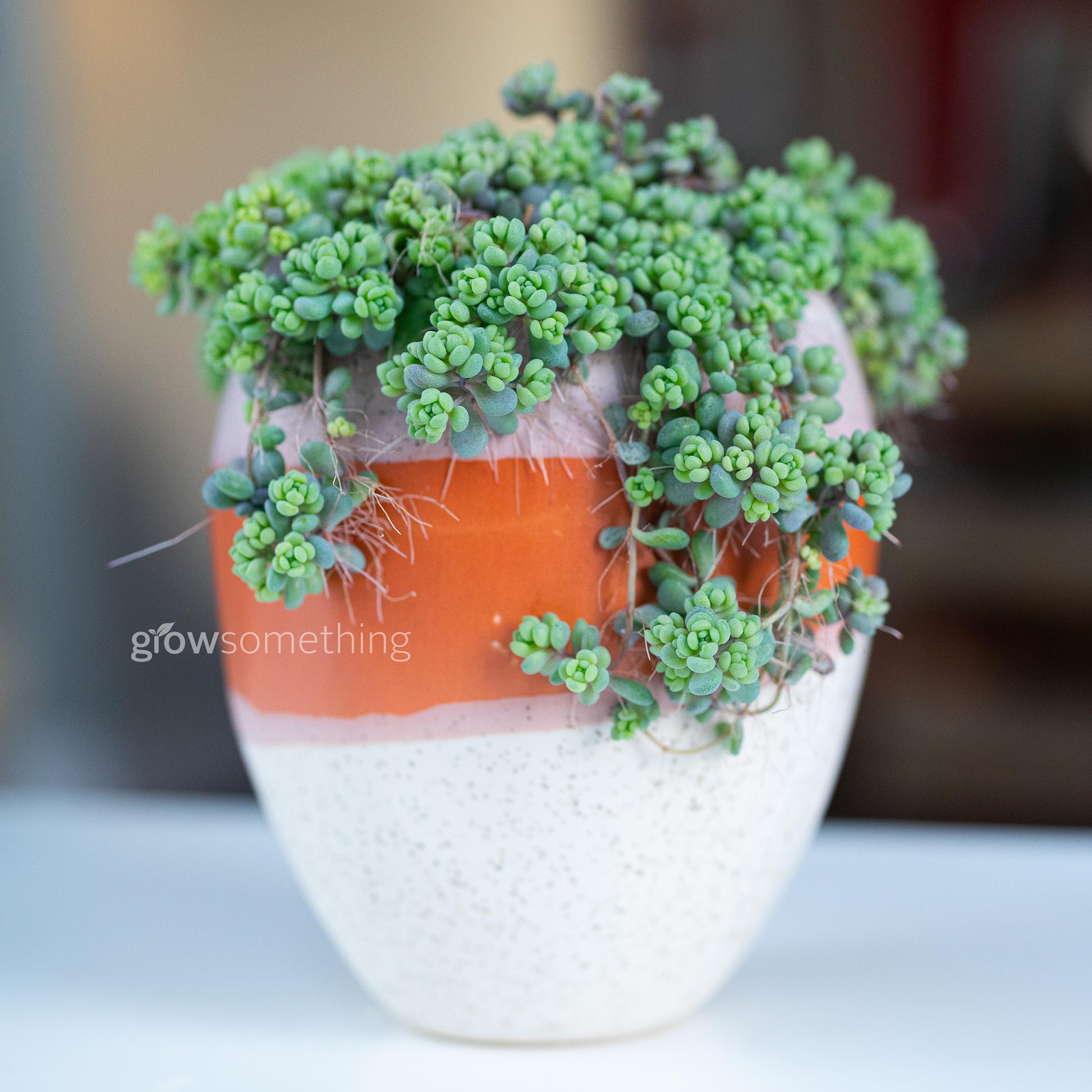 Cascading Sedum Dasyphyllum ‘Minor’ succulent arrangement in a small orange and beige pot with an earthy Mexican-inspired style
