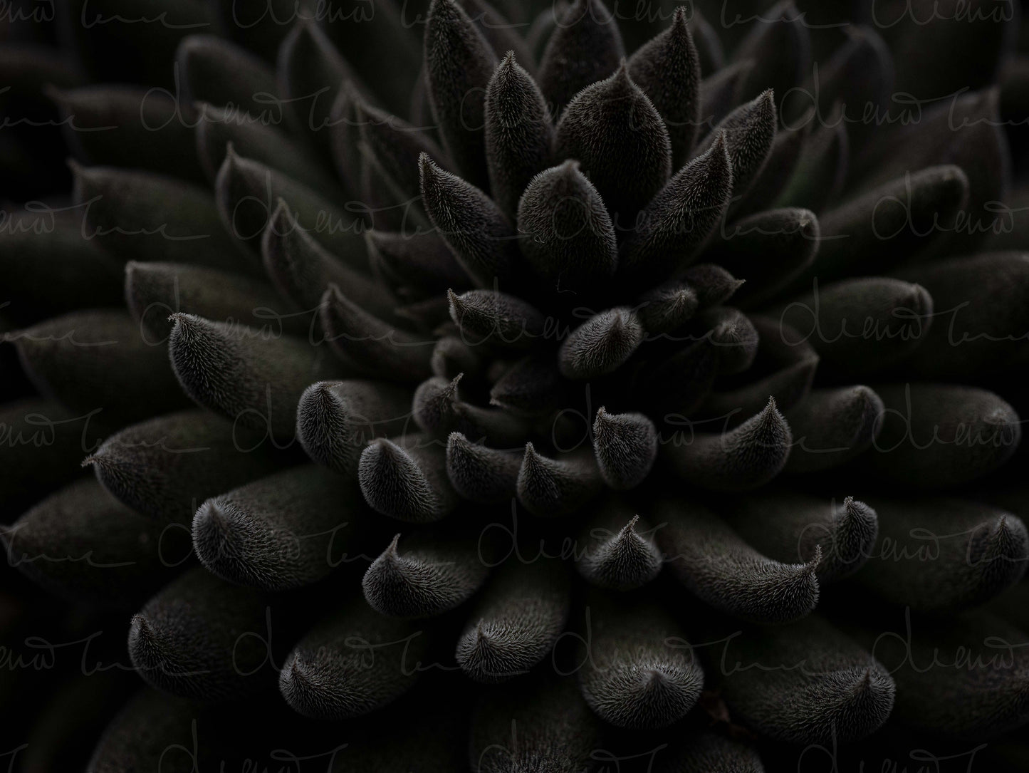 Macro close-up of Sinocrassula Yunnanensis succulent showing thick, textured black leaves with natural patterns and compact rosette formation.