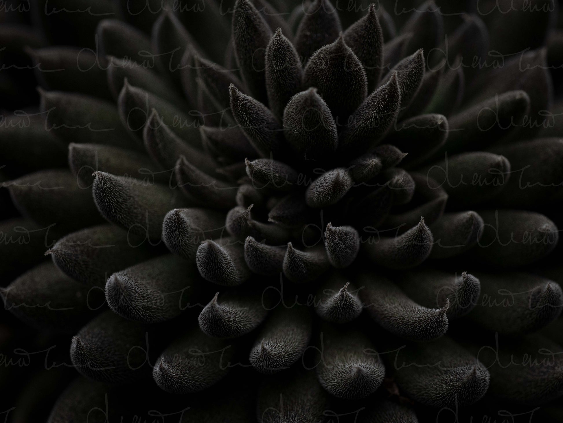 Macro close-up of Sinocrassula Yunnanensis succulent showing thick, textured black leaves with natural patterns and compact rosette formation.