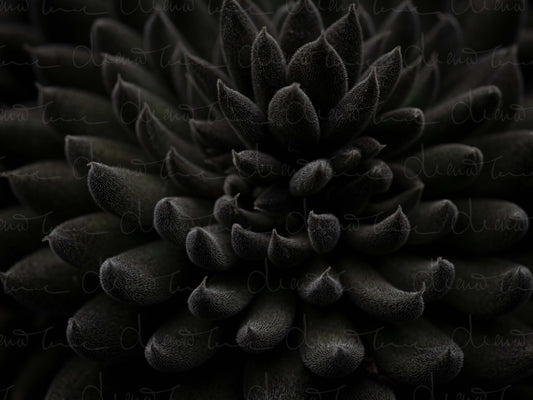 Macro close-up of Sinocrassula Yunnanensis succulent showing thick, textured black leaves with natural patterns and compact rosette formation.