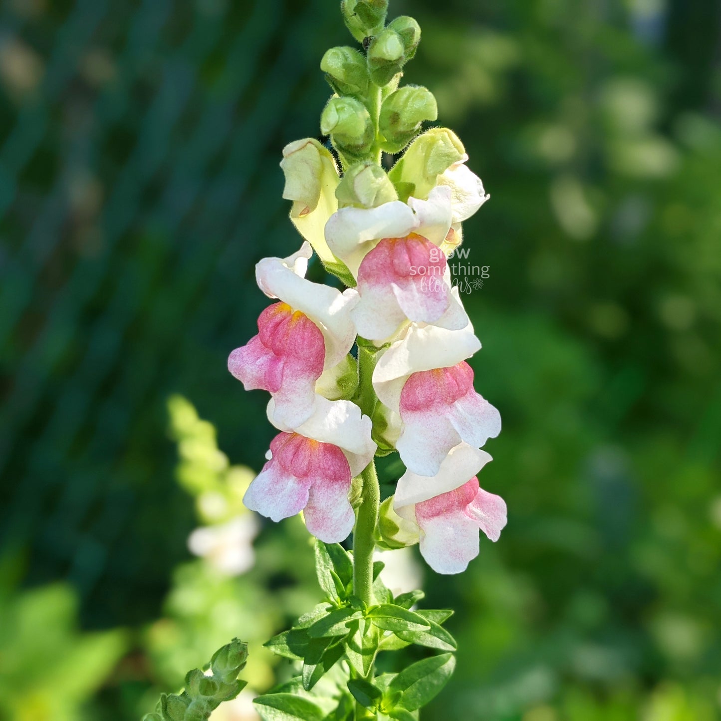 Snapdragons