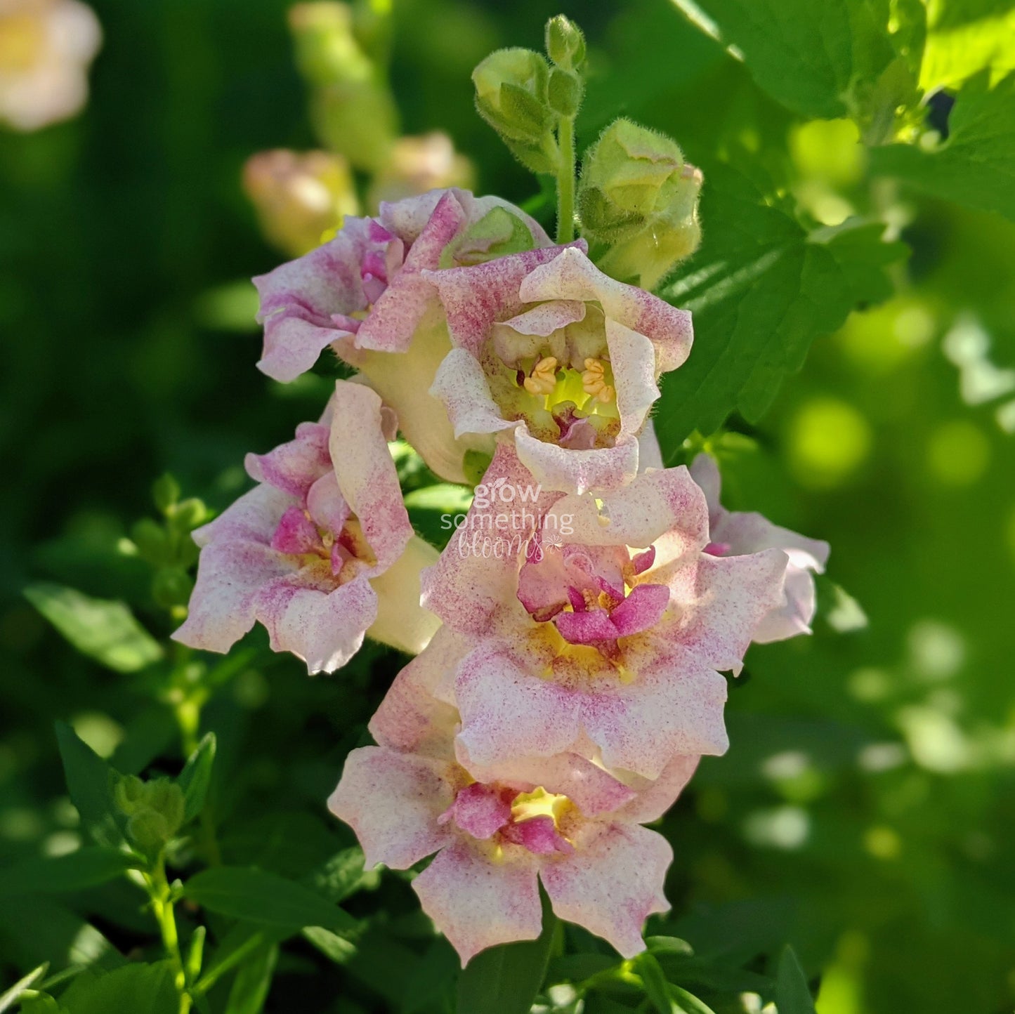 Snapdragons