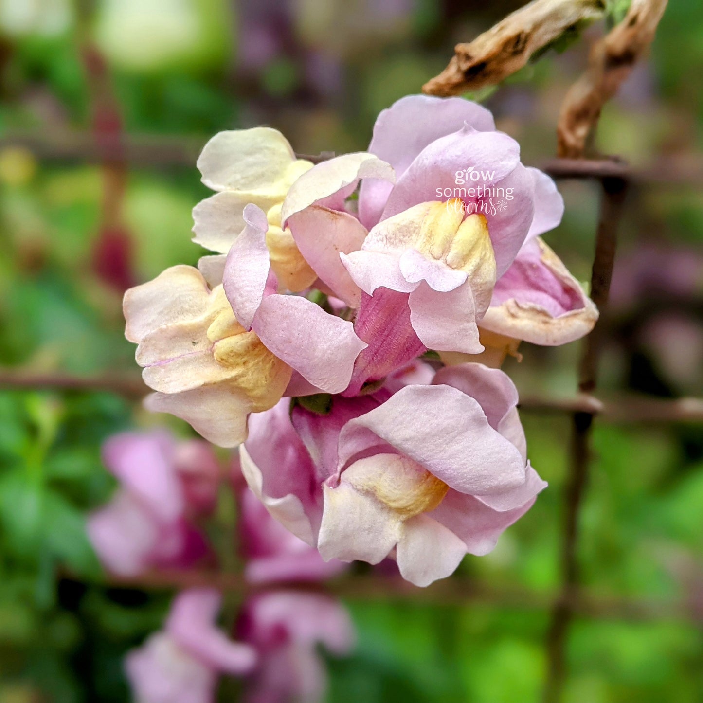Snapdragon Potomac - Antirrhinum Majus Seed