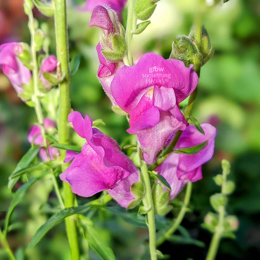 Snapdragon Light Purple - Antirrhinum Majus Seed