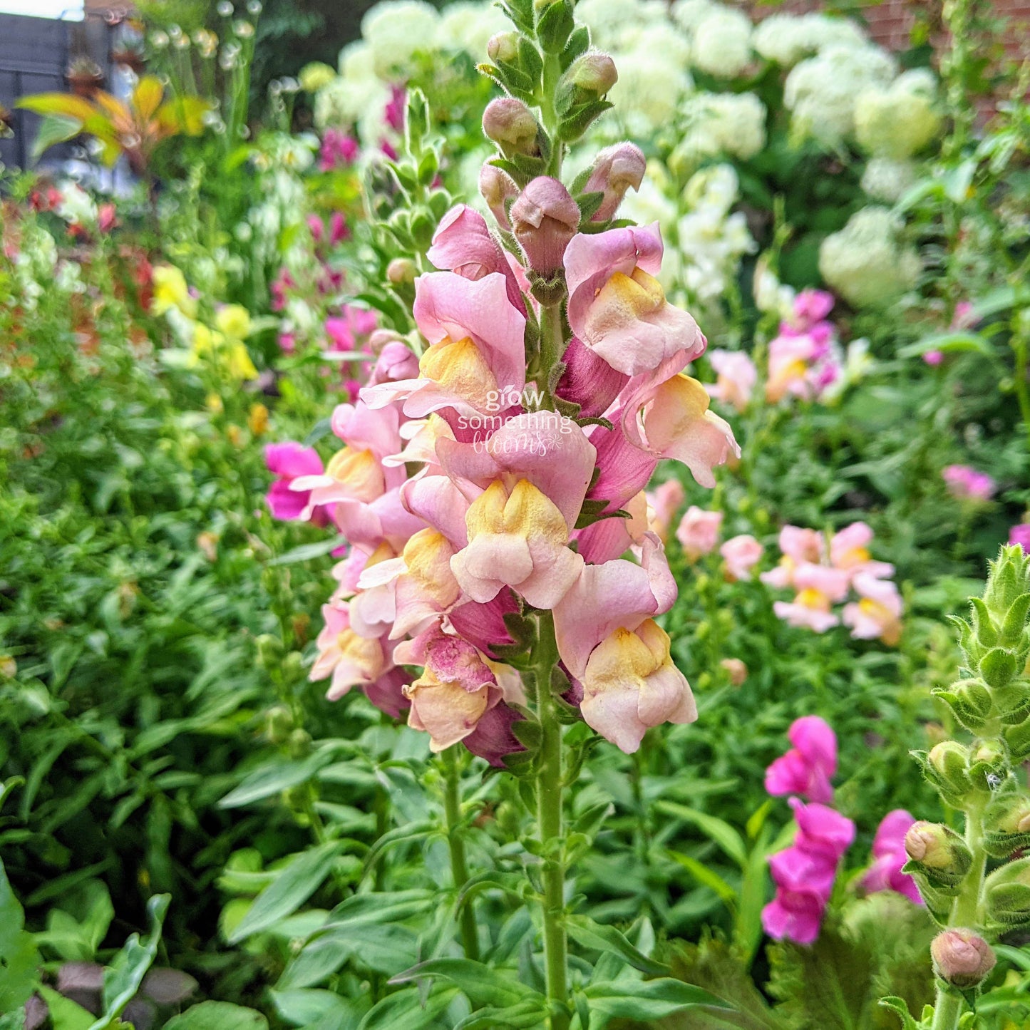 Snapdragon Potomac - Antirrhinum Majus Seed