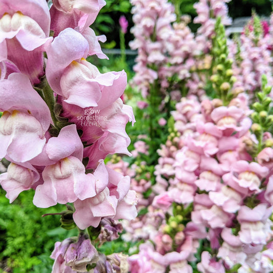 Snapdragon Potomac - Antirrhinum Majus Seed