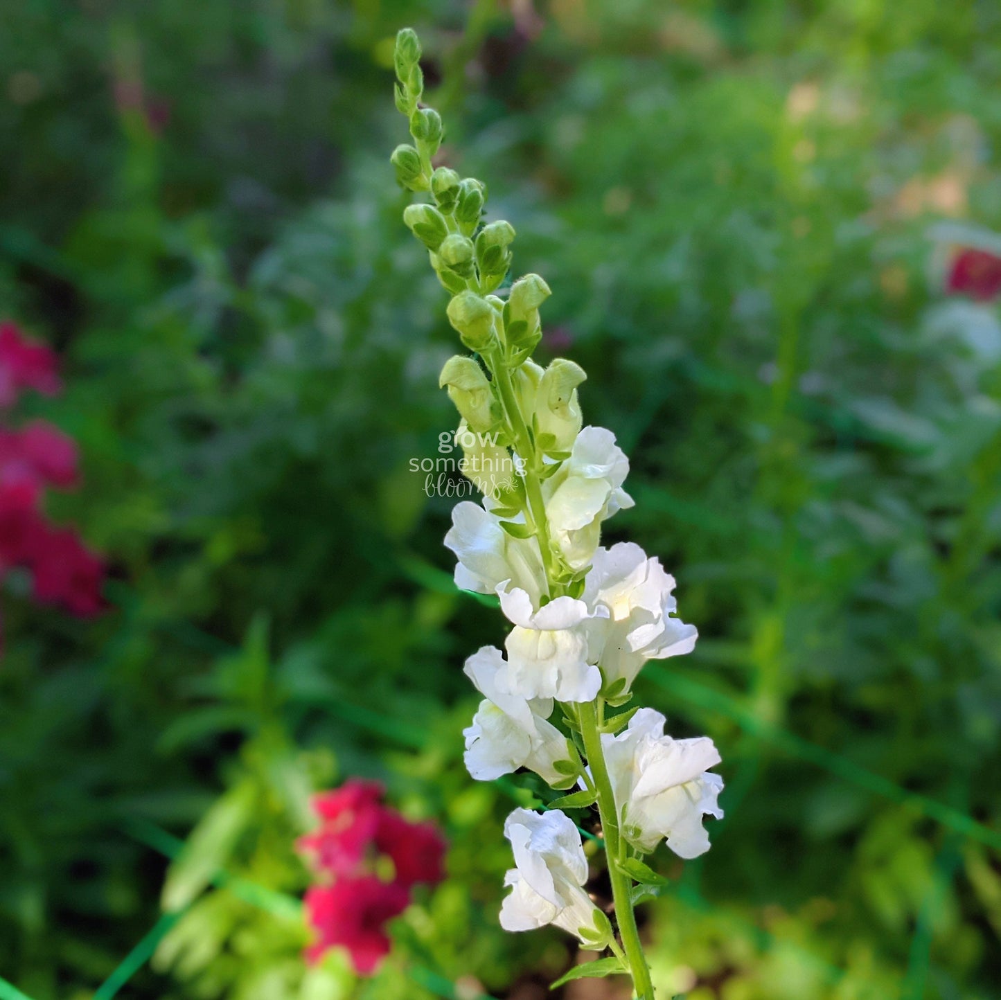 Snapdragons