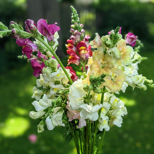 Snapdragons