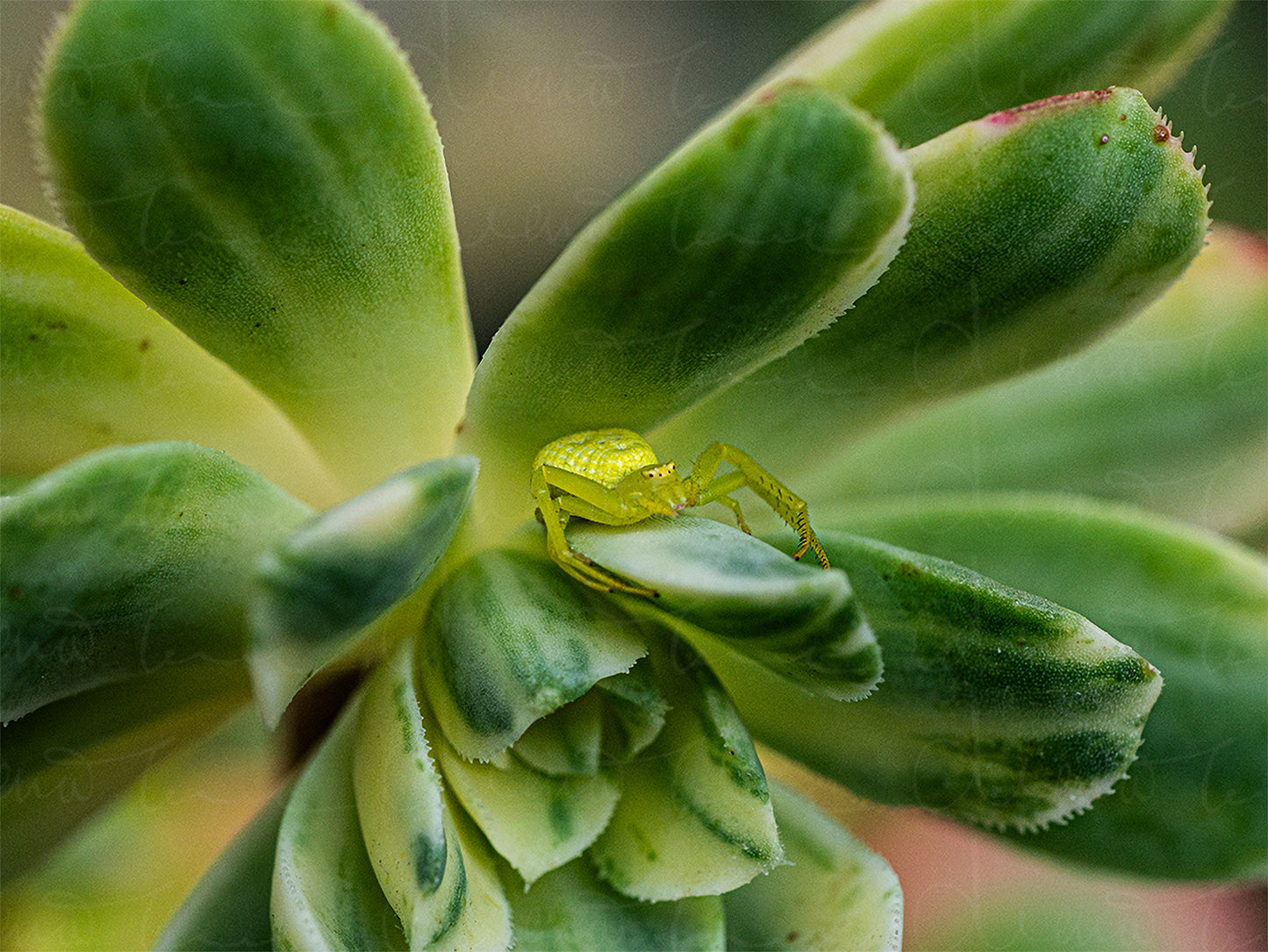 High-quality stock photo of Aeonium Castello-Paivae 'Suncup' succulent, featuring vibrant green, yellow, and cream variegated leaves, with a hidden green spider nestled between the foliage, perfect for design and decor projects.