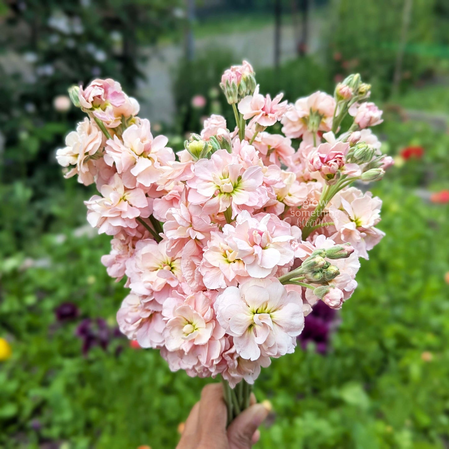 Matthiola Incana aka Stocks