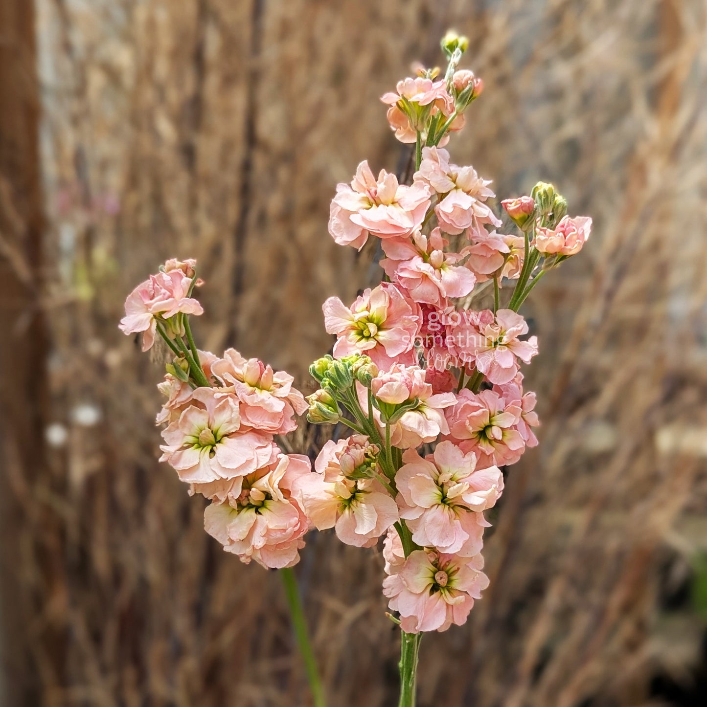 Matthiola Incana aka Stocks