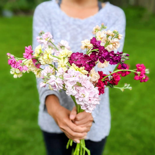 Matthiola Incana aka Stocks