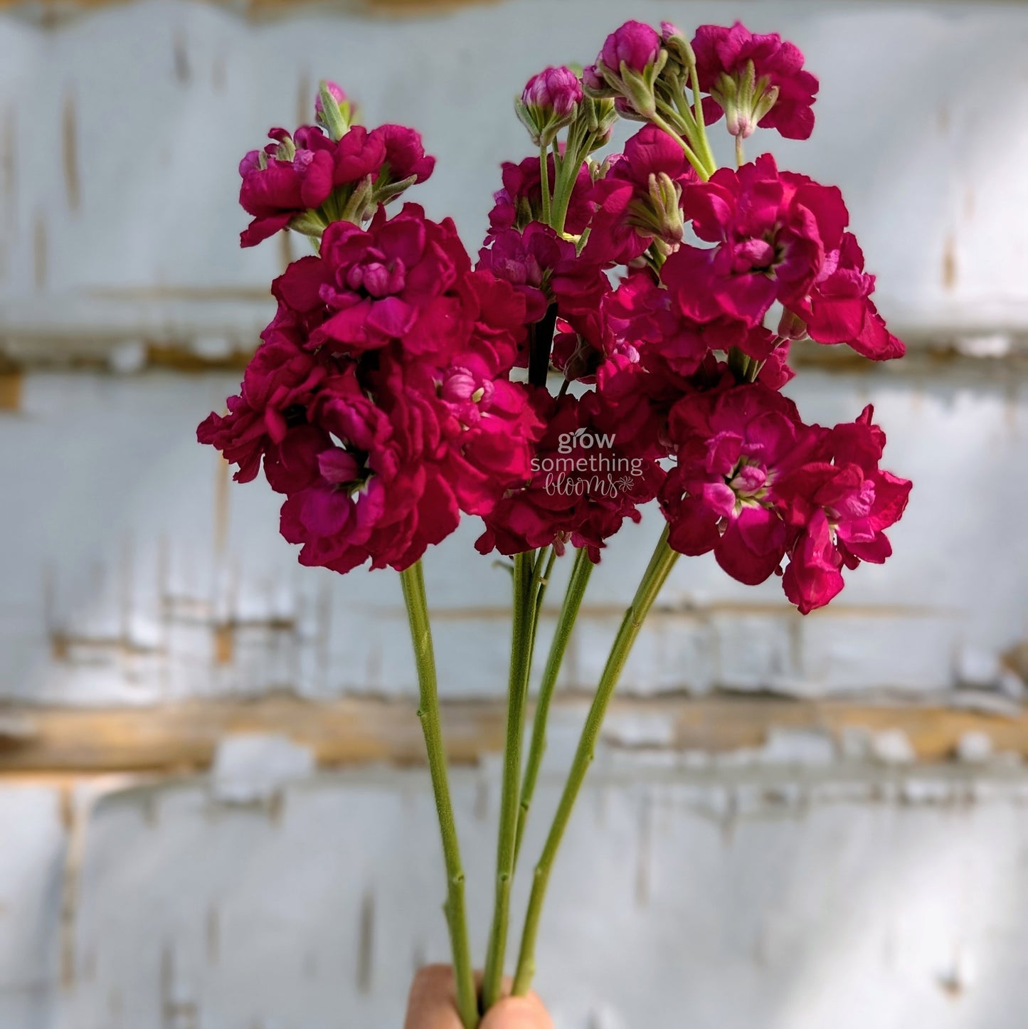 Matthiola Incana aka Stocks