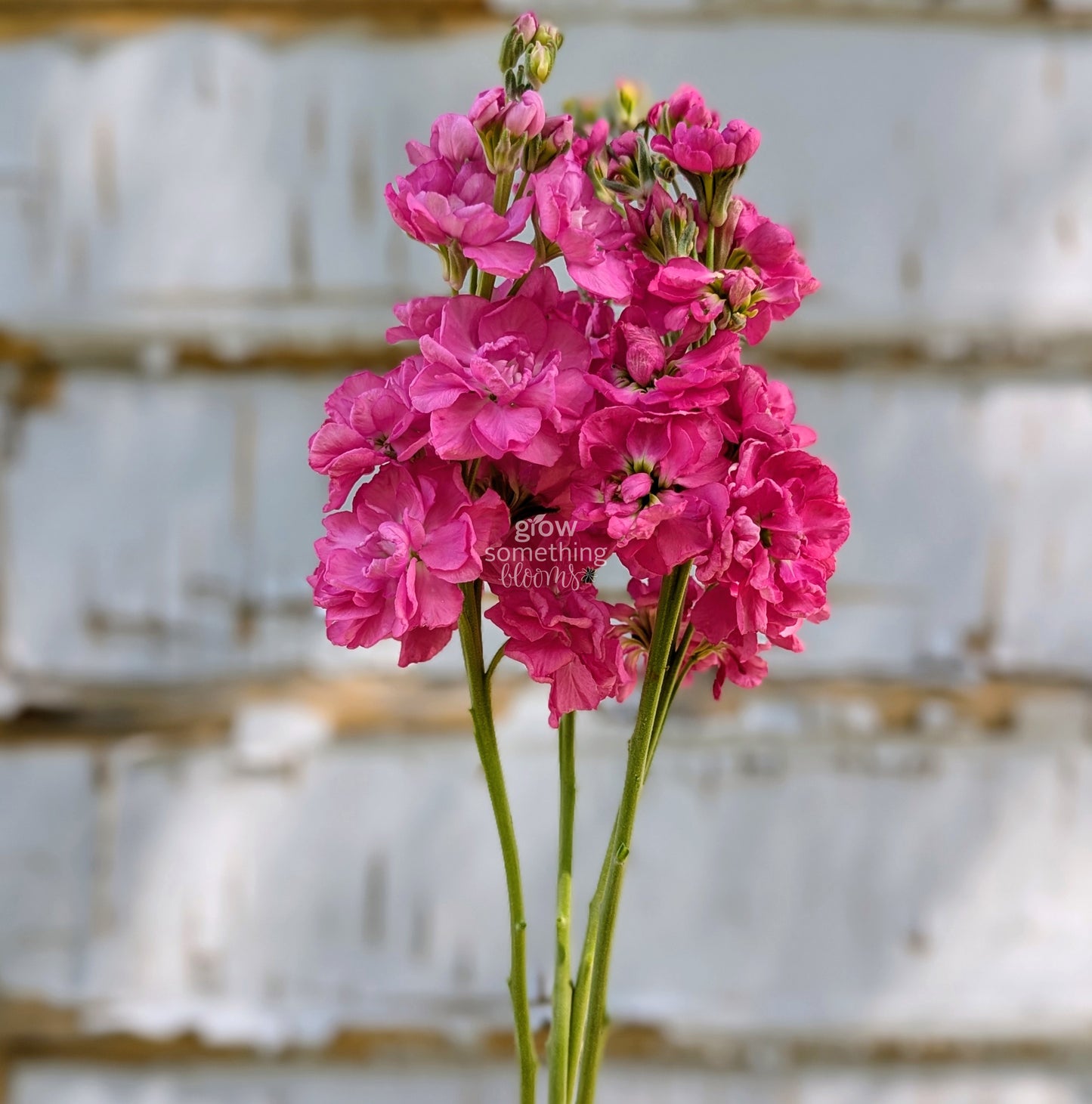 Matthiola Incana aka Stocks