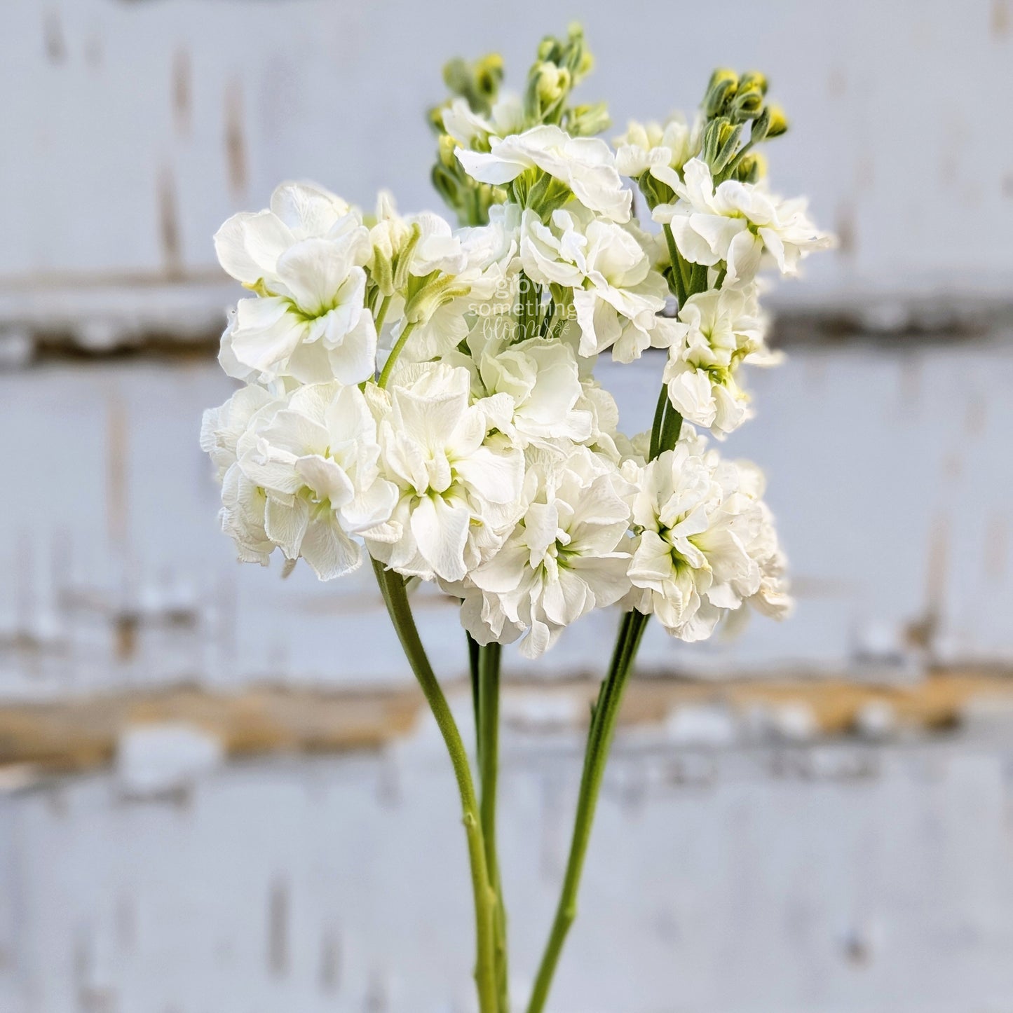 Matthiola Incana aka Stocks