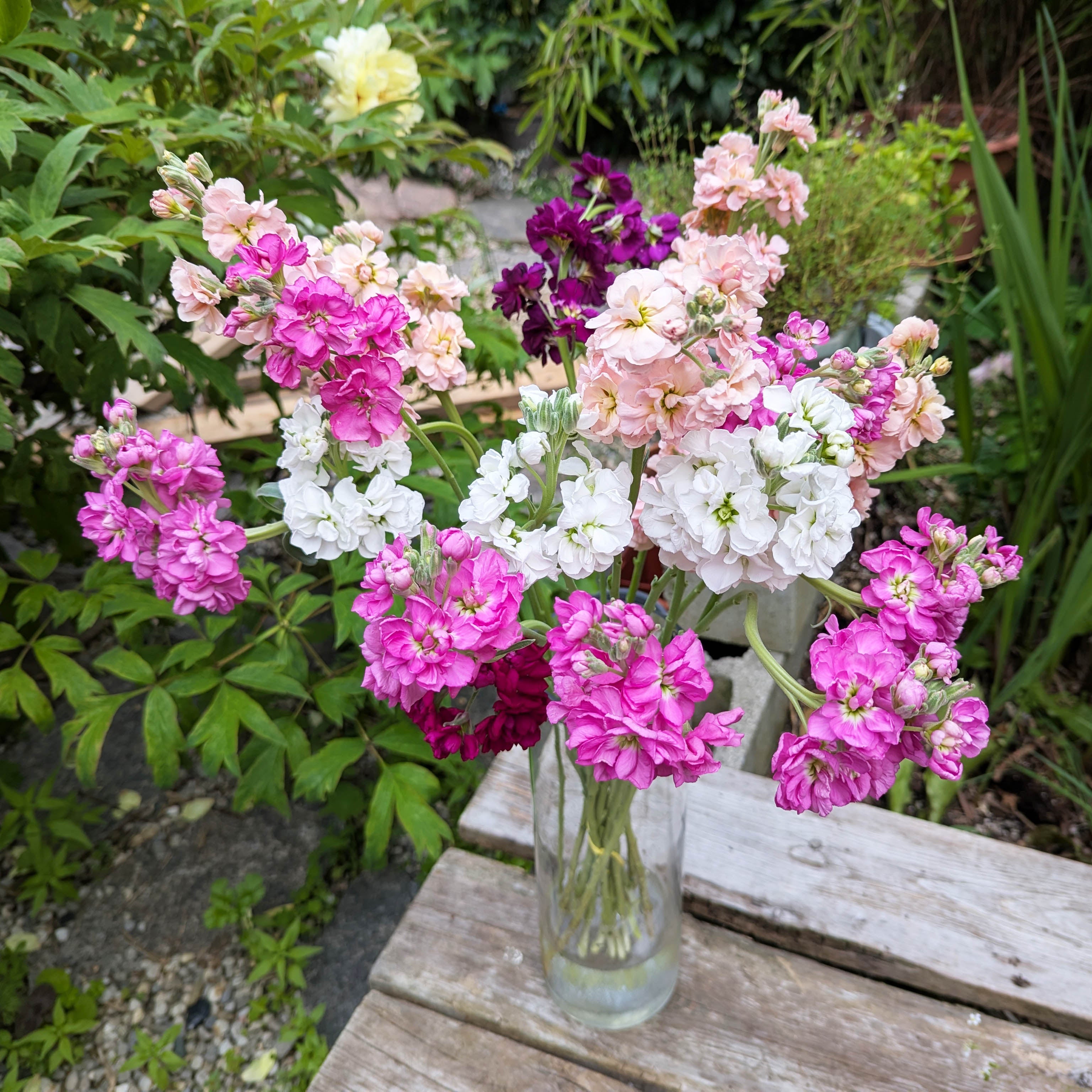 Fresh Cut Stock Flowers – Multicolour Bunch for Sale – Grow Something