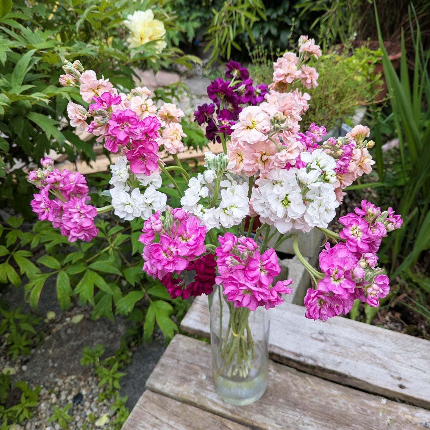 Matthiola Incana aka Stocks