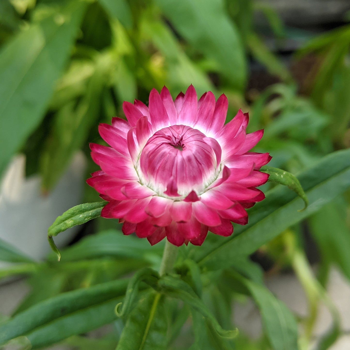 Strawflower (Xerochrysum Bracteatum)