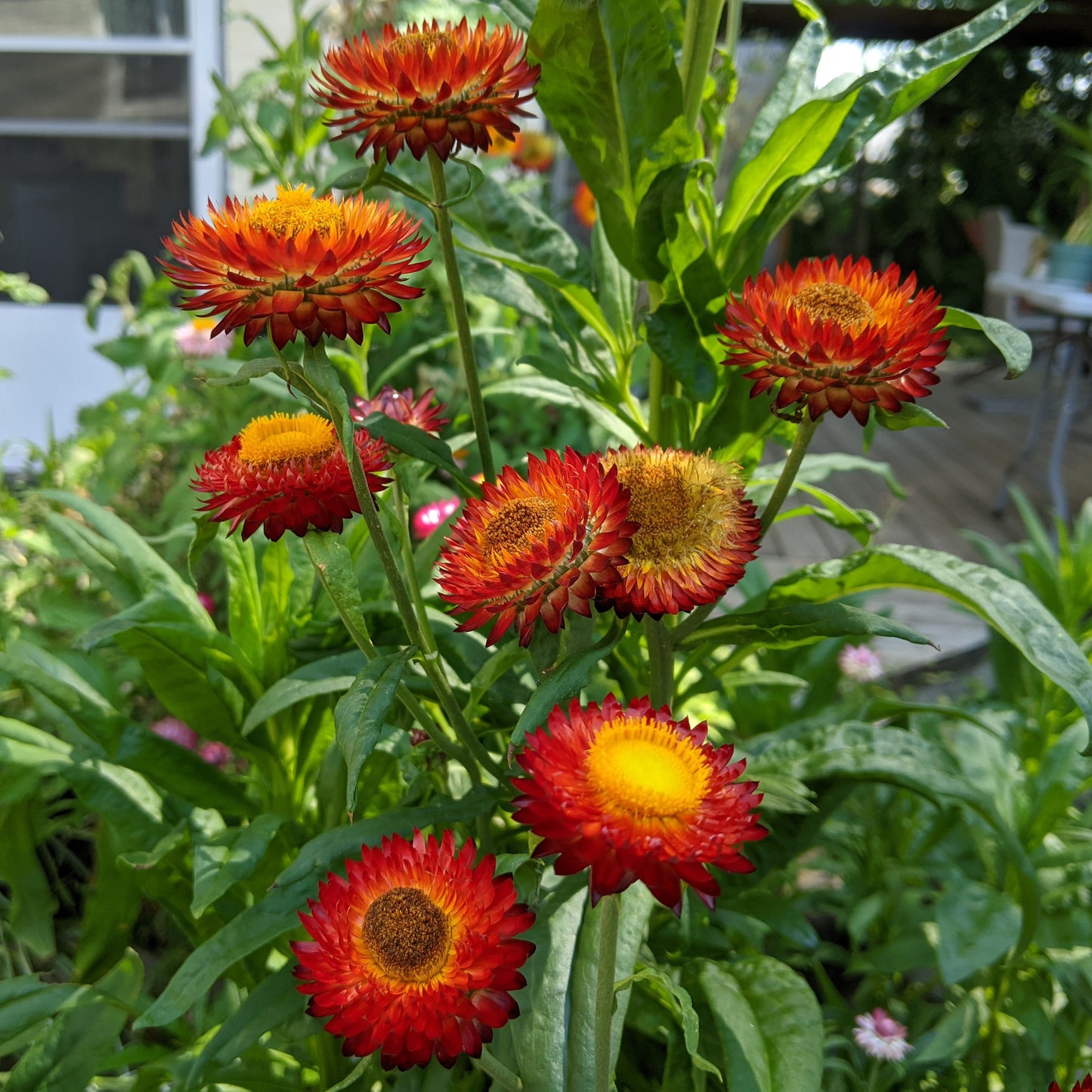 Strawflower (Xerochrysum Bracteatum)