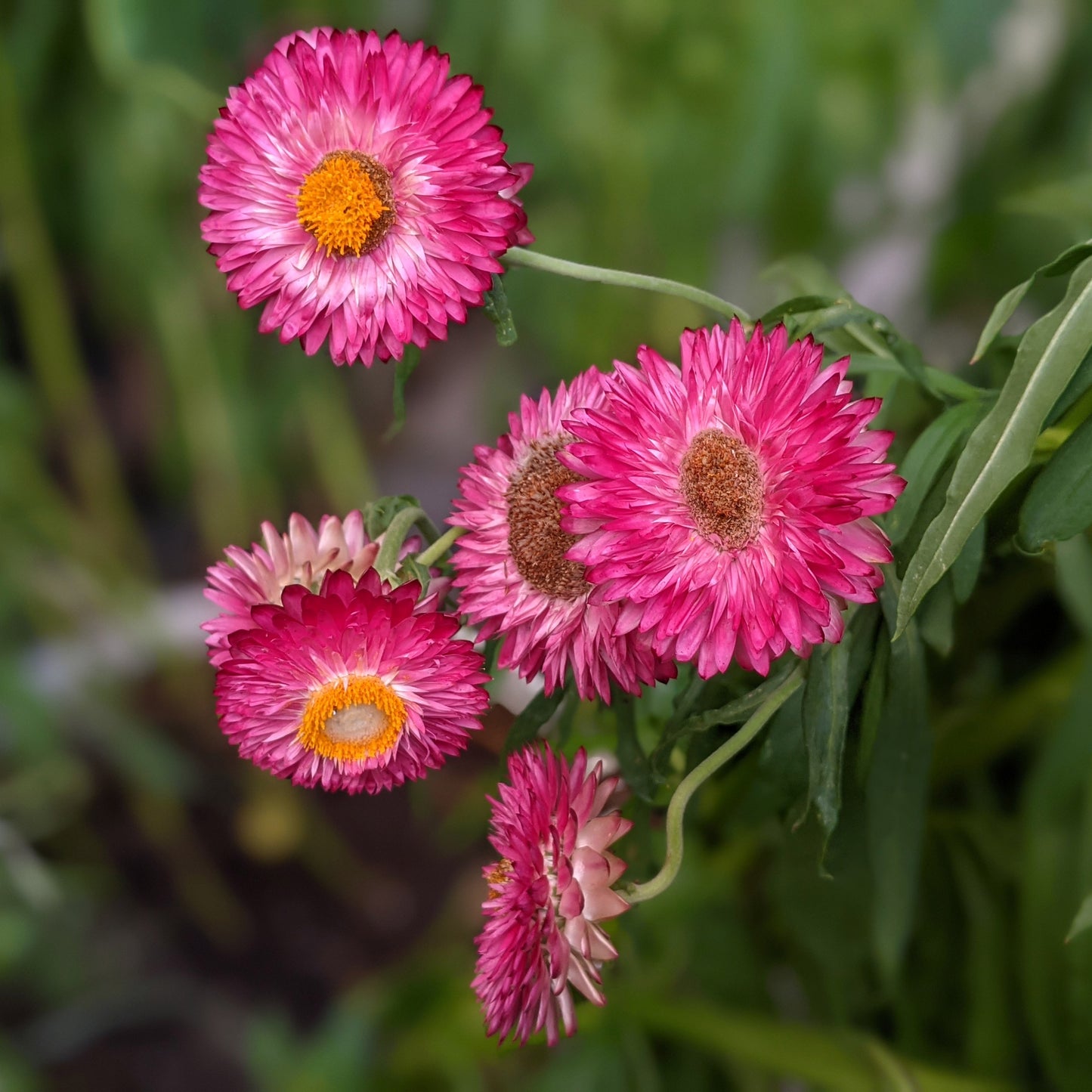 Strawflower (Xerochrysum Bracteatum)