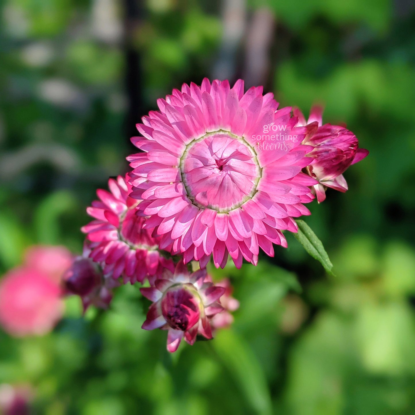 Close-up of a chalk pink strawflower with a blurred green background