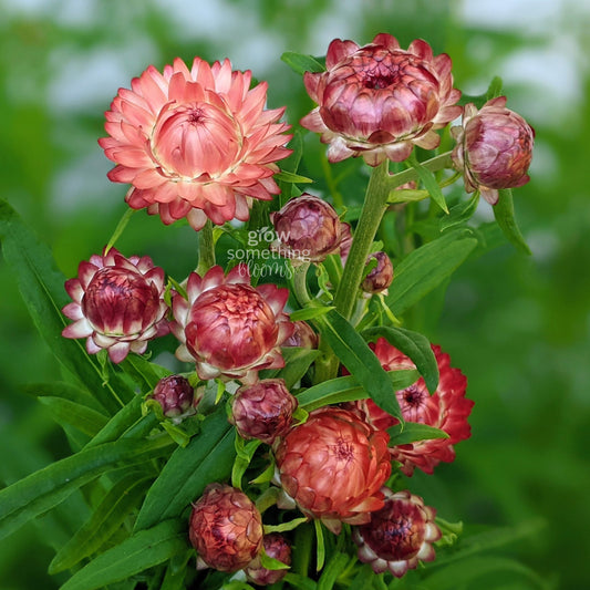 Bouquet of pink and red strawflowers with green leaves on a blurred green background.