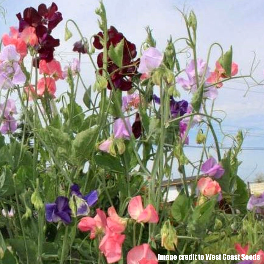 Sweet Pea ‘Late Spencer Blend’