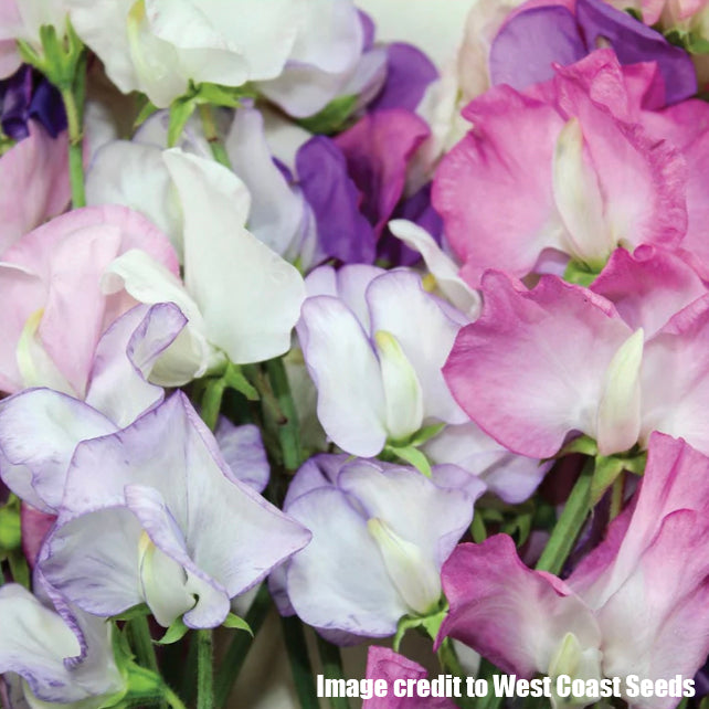 Sweet Pea ‘Late Spencer Blend’