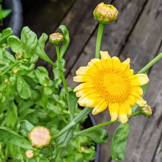 Tong Ho Seeds (Chrysanthemum Coronarium) – Garland Chrysanthemum