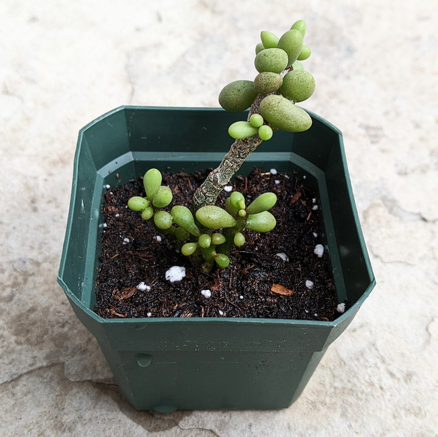 Close-up of Tylecodon Schaeferianus in 2.5" pot, showing its unique, thickened stems and compact rosette of fleshy leaves.