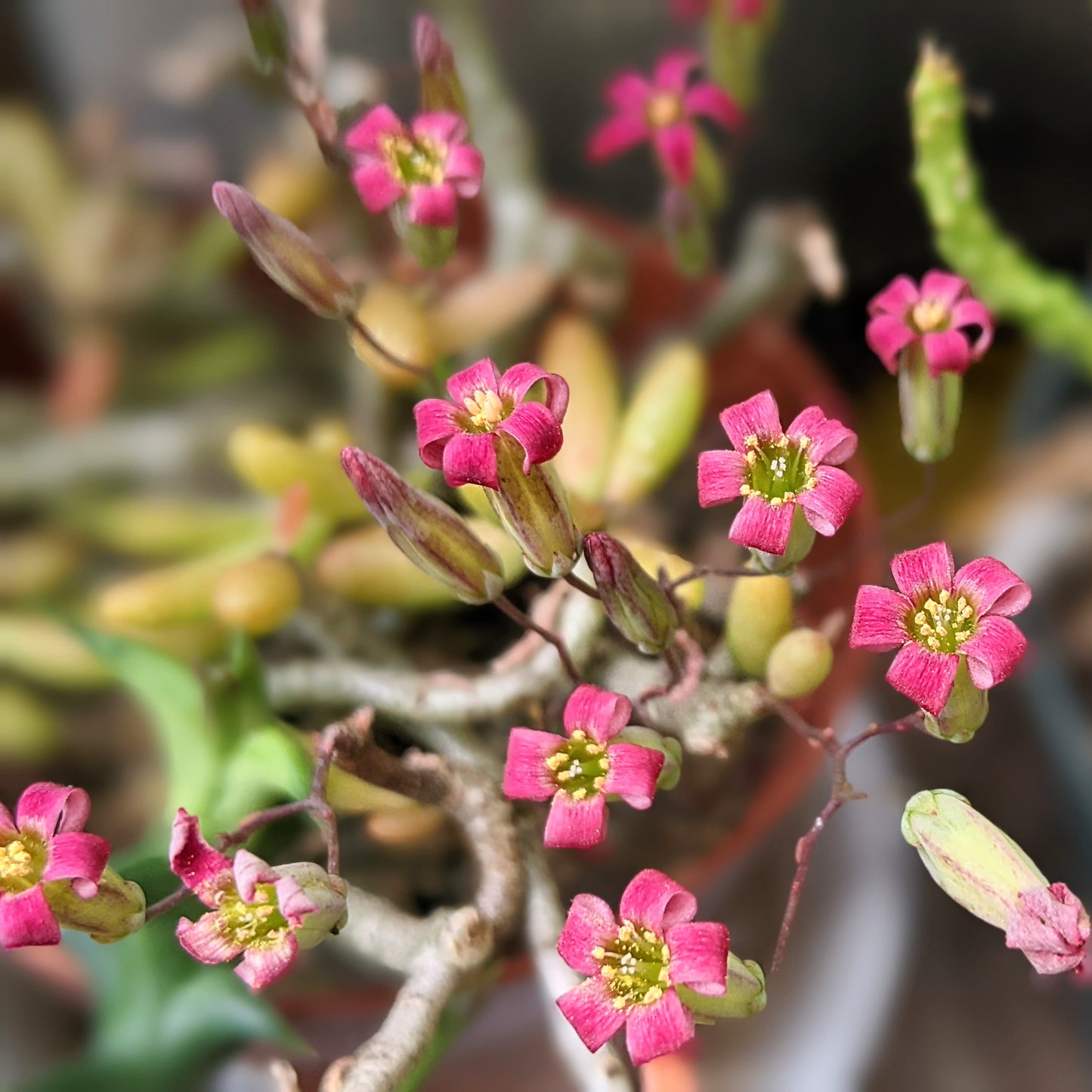 Close-up of Tylecodon Schaeferianus bloom, showcasing its delicate, tubular flowers emerging from the plant’s rosette of fleshy leaves.