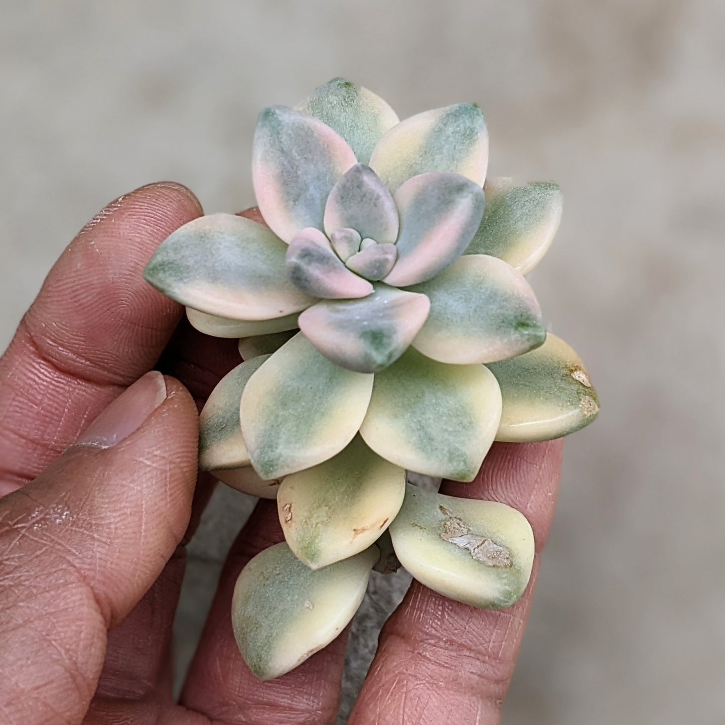 A cutting of Variegated Ghost Plant (Graptopetalum Paraguayense) with pastel-coloured, fleshy leaves arranged in a rosette pattern.