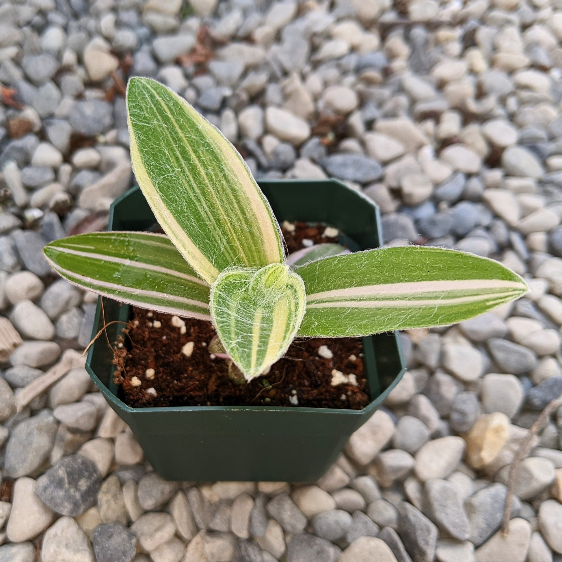 Variegated Tradescantia Sillamontana with fuzzy, striped leaves in shades of green and cream, displayed in a plastic pot with a natural garden gravel background.