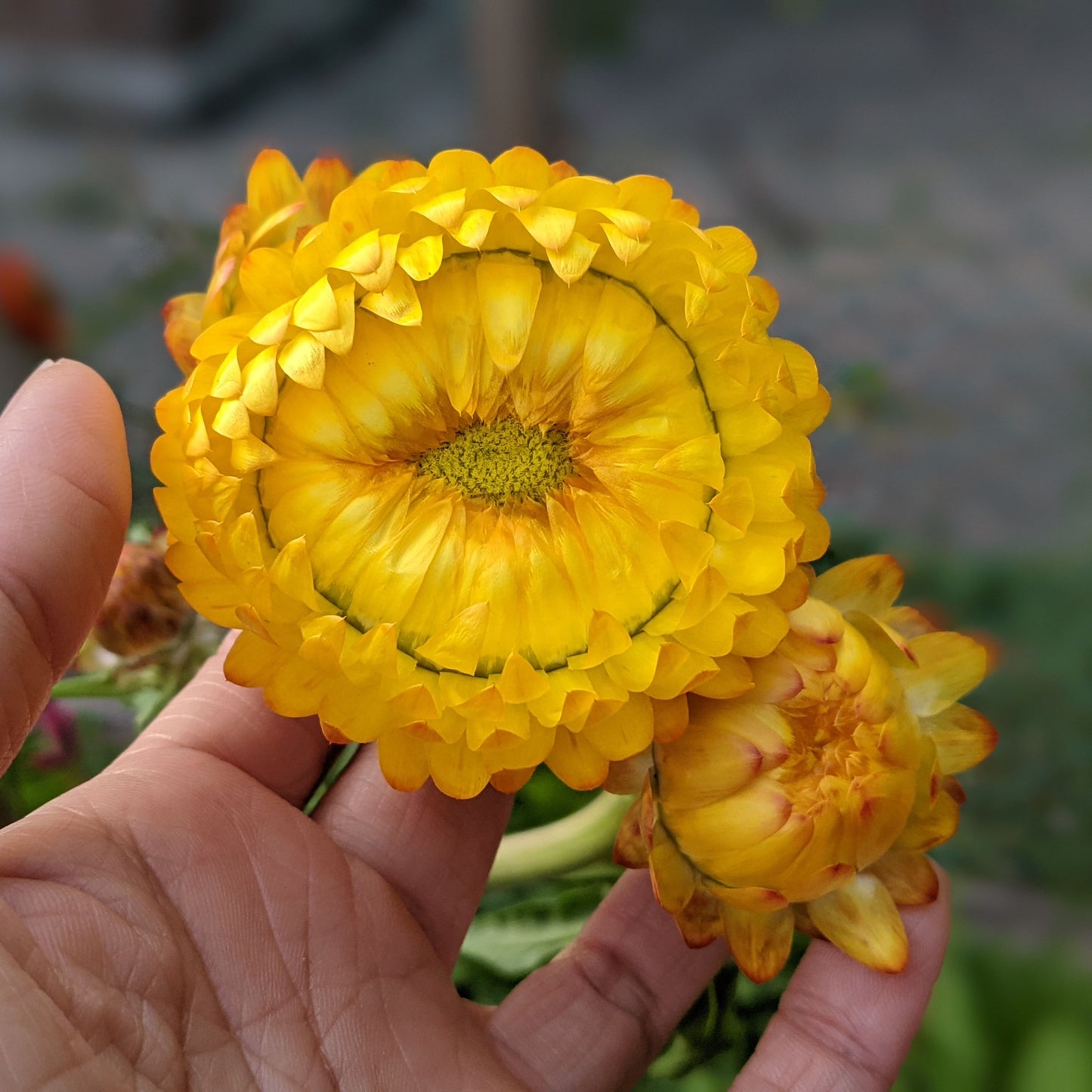 Strawflower (Xerochrysum Bracteatum)