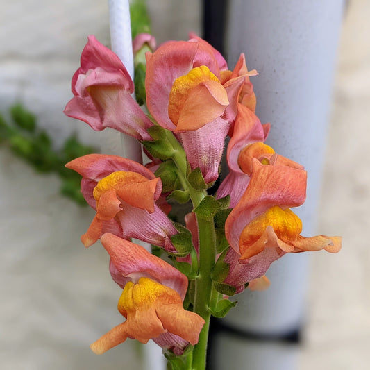 Snapdragon Rocket - Antirrhinum Majus Seed