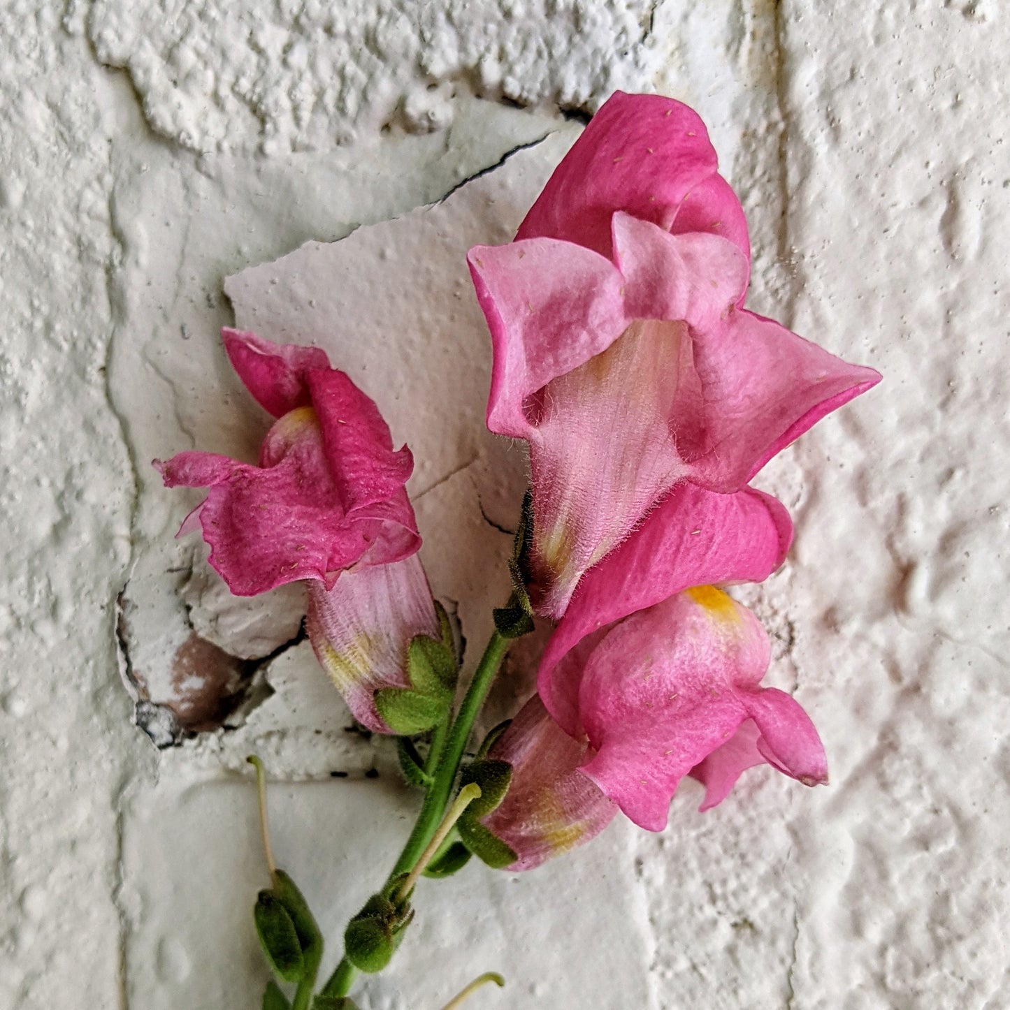 Snapdragon Rocket - Antirrhinum Majus Seed