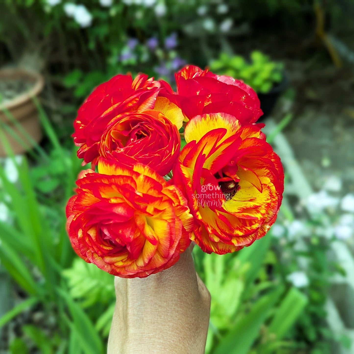 Ranunculus - Bundle