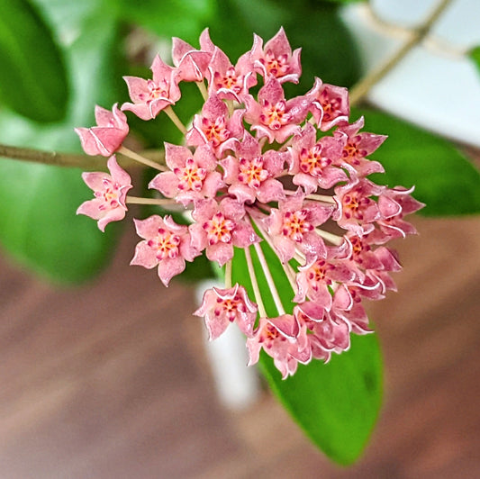 Hoya Camphoriflolia